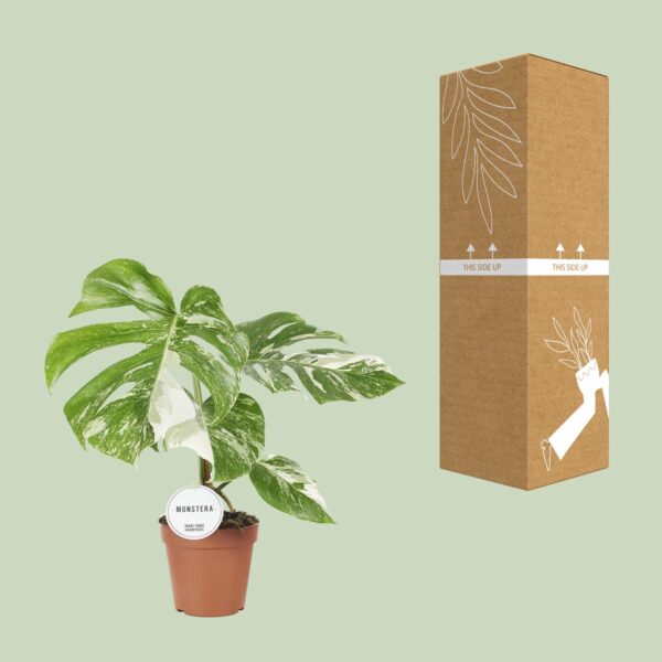 Monstera Deliciosa Variegata - Ø15Cm - ↕45Cm – Image 8