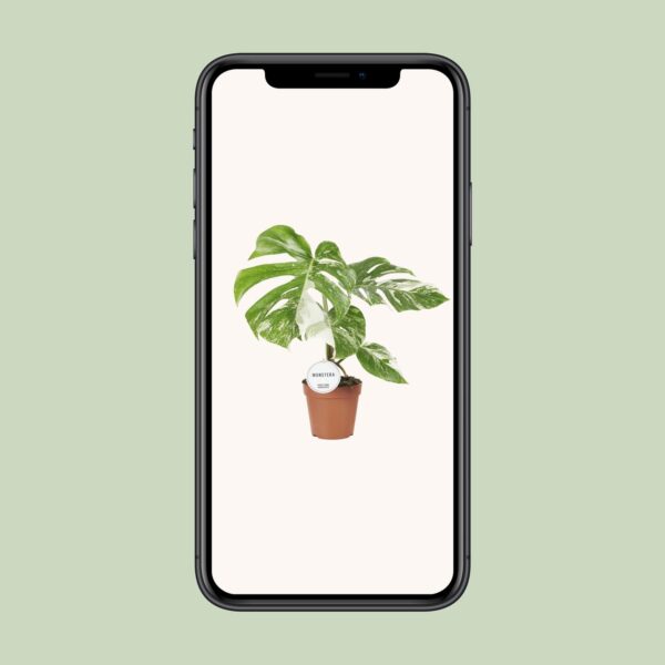 Monstera Deliciosa Variegata - Ø15Cm - ↕45Cm – Image 9