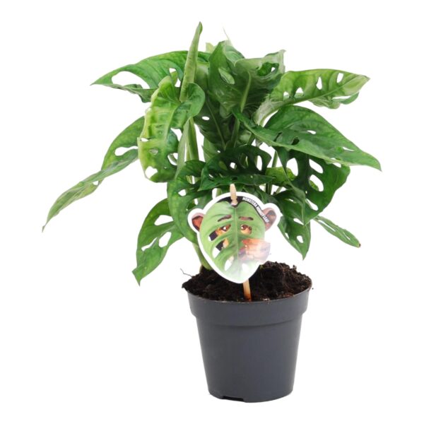 Monstera Obliqua 'Monkey Leaf' - 25 Cm - Ø12