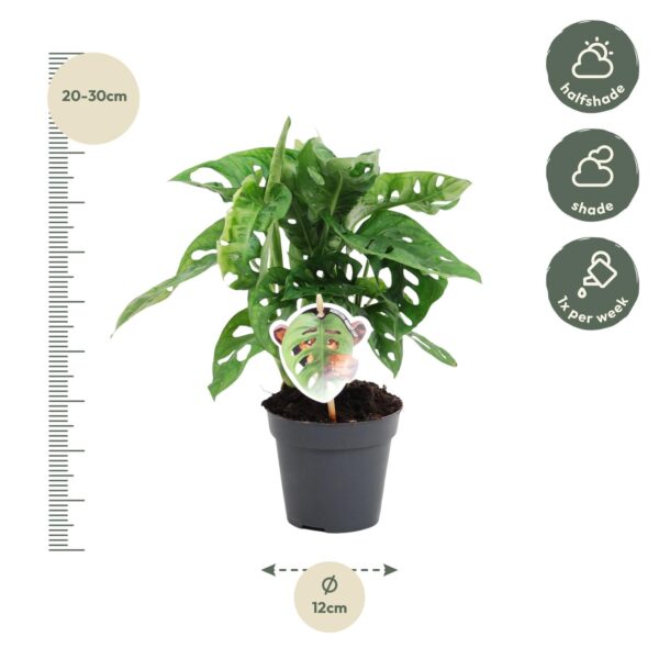 Monstera Obliqua 'Monkey Leaf' - 25 Cm - Ø12 – Image 2