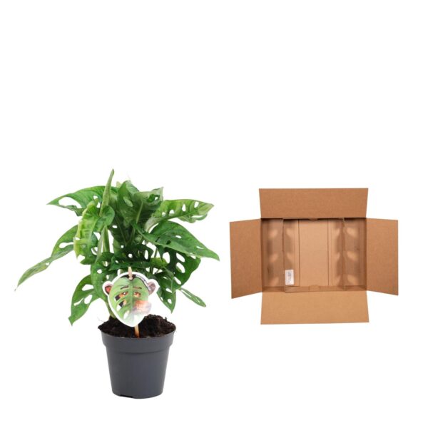 Monstera Obliqua 'Monkey Leaf' - 25 Cm - Ø12 – Image 3