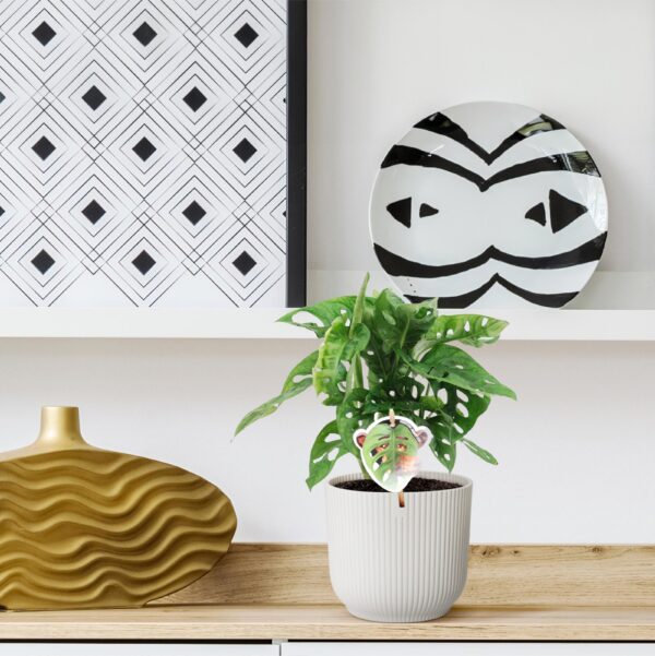 Monstera Obliqua 'Monkey Leaf' - 25 Cm - Ø12 – Image 4