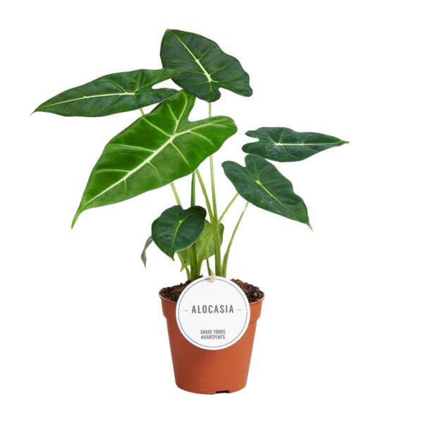 Alocasia Frydek – Image 2
