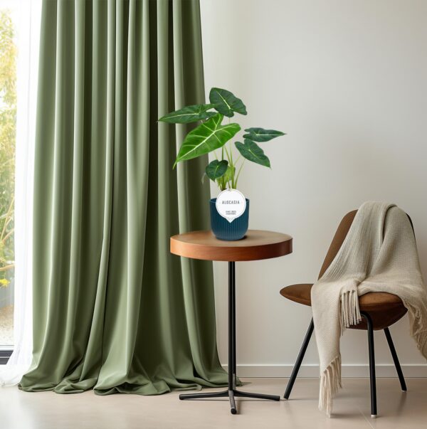 Alocasia Frydek – Image 3