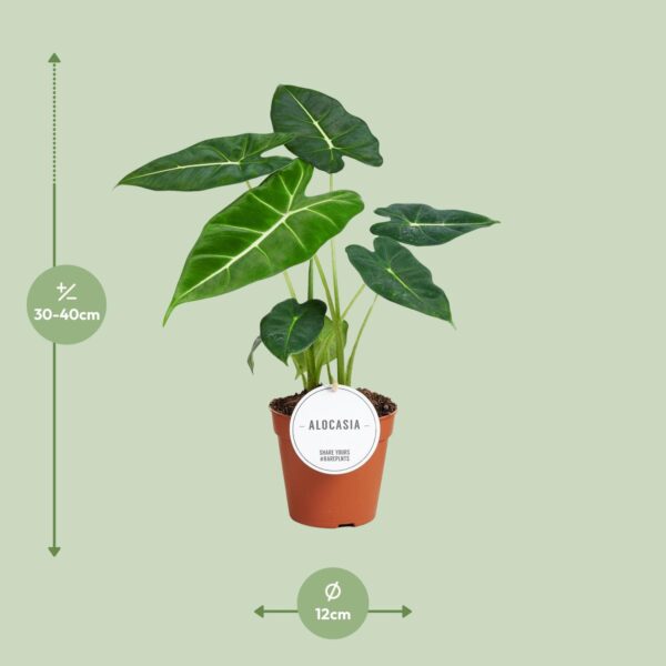 Alocasia Frydek – Image 4