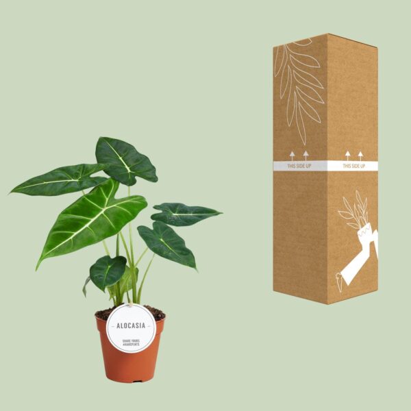Alocasia Frydek – Image 5