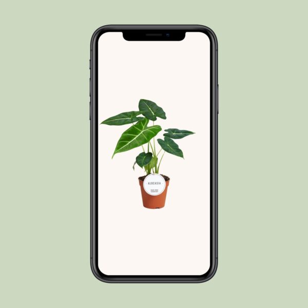 Alocasia Frydek – Image 6
