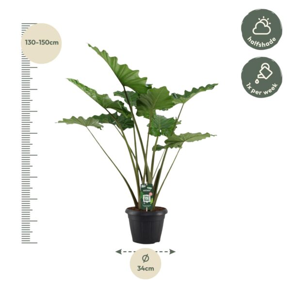 Alocasia Portodora - 140 Cm - Ø34Cm – Image 2