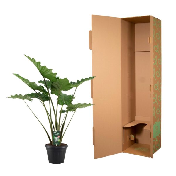 Alocasia Portodora - 140 Cm - Ø34Cm – Image 3