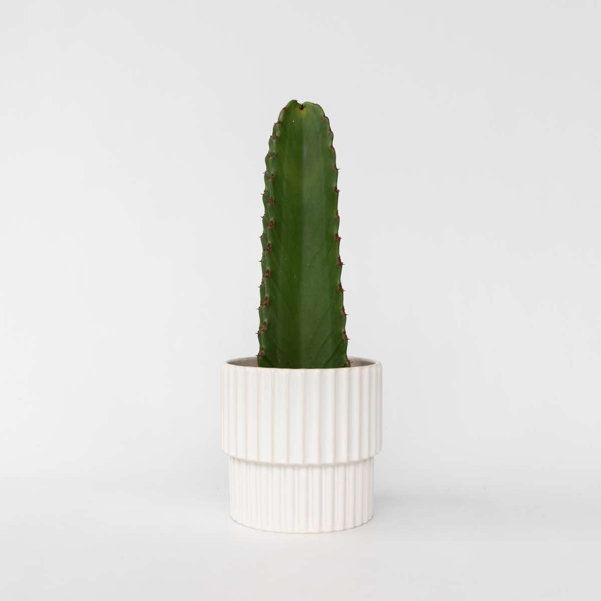 Euphorbia Ingens – Cowboycactus