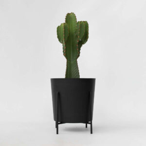 Euphorbia Ingens - Cowboycactus Xl
