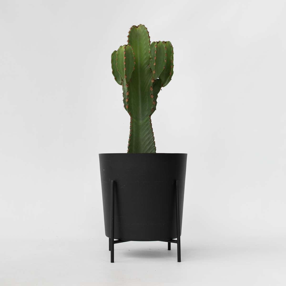 Euphorbia Ingens – Cowboycactus Xl