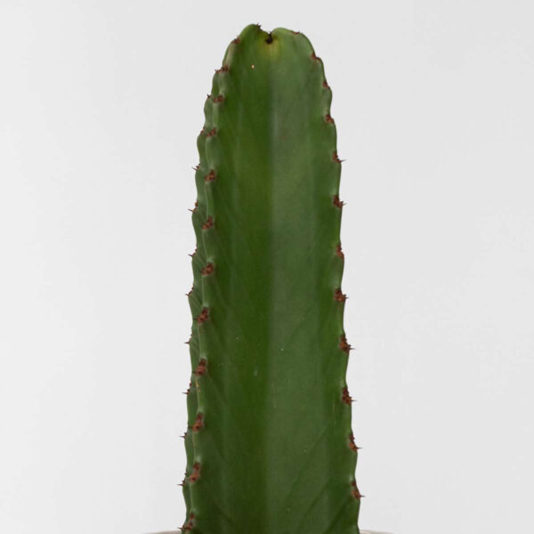 Euphorbia Ingens - Cowboycactus Xl – Image 6