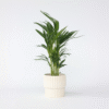 Dypsis Lutescens - Areca - Palmier 60-70cm