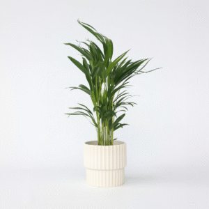 Dypsis Lutescens - Areca - Palmier 60-70cm