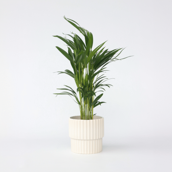 Dypsis Lutescens - Areca - Palmier 60-70cm