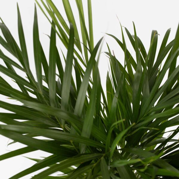 Dypsis Lutescens - Areca - Palmier 60-70cm – Image 10