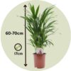 Dypsis Lutescens - Areca - Palmier 60-70cm – Image 3