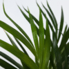 Dypsis Lutescens - Areca - Palmier 60-70cm – Image 4