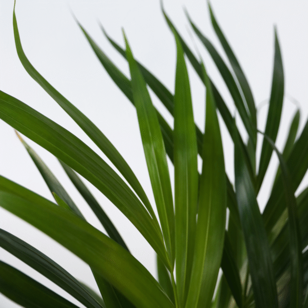 Dypsis Lutescens - Areca - Palmier 60-70cm – Image 4