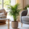 Dypsis Lutescens - Areca - Palmier 60-70cm – Image 5