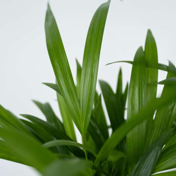 Dypsis Lutescens - Areca - Palmier 60-70cm – Image 6