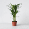 Dypsis Lutescens - Areca - Palmier 60-70cm – Image 7