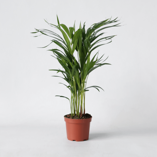 Dypsis Lutescens - Areca - Palmier 60-70cm – Image 7