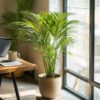 Dypsis Lutescens - Areca - Palmier 60-70cm – Image 9