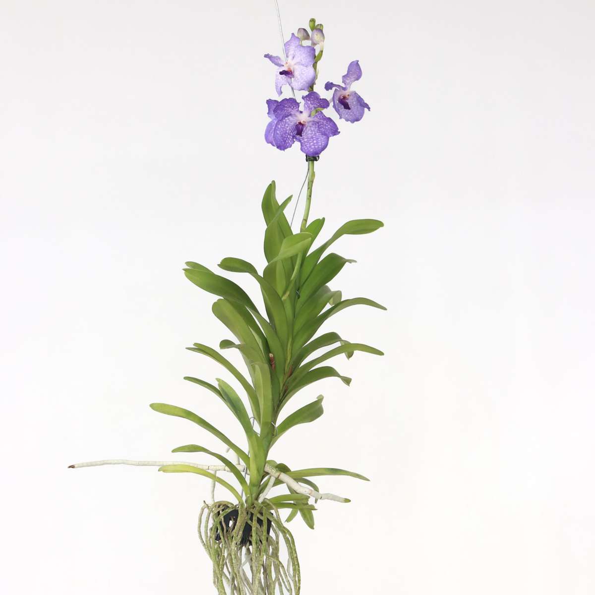 Vanda ‘New Blue’ – Orchidee – Blauw