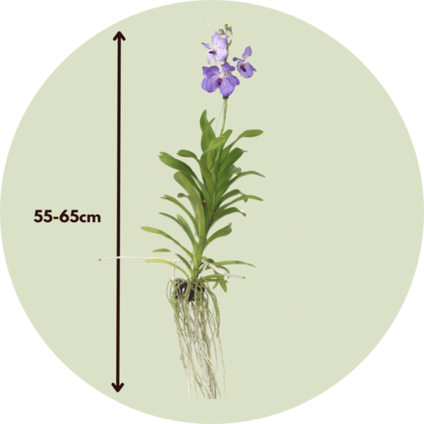 Vanda 'New Blue' - Orchidee - Blauw – Image 3