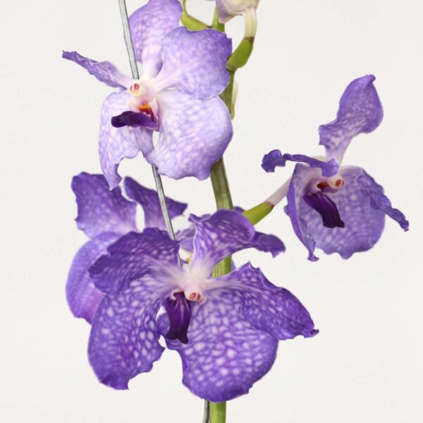 Vanda 'New Blue' - Orchidee - Blauw – Image 4