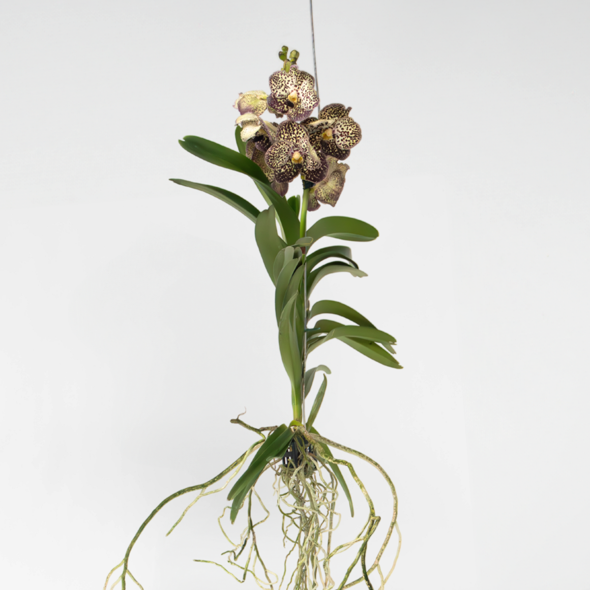 Vanda ‘Ocelot Mocha’ – Orchidee – Paars