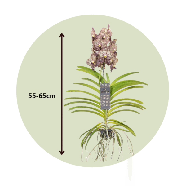Vanda 'Ocelot Mocha' - Orchidee - Paars – Image 3