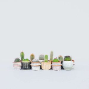 Mini-Cactussen - Mix Van 12 Stuks