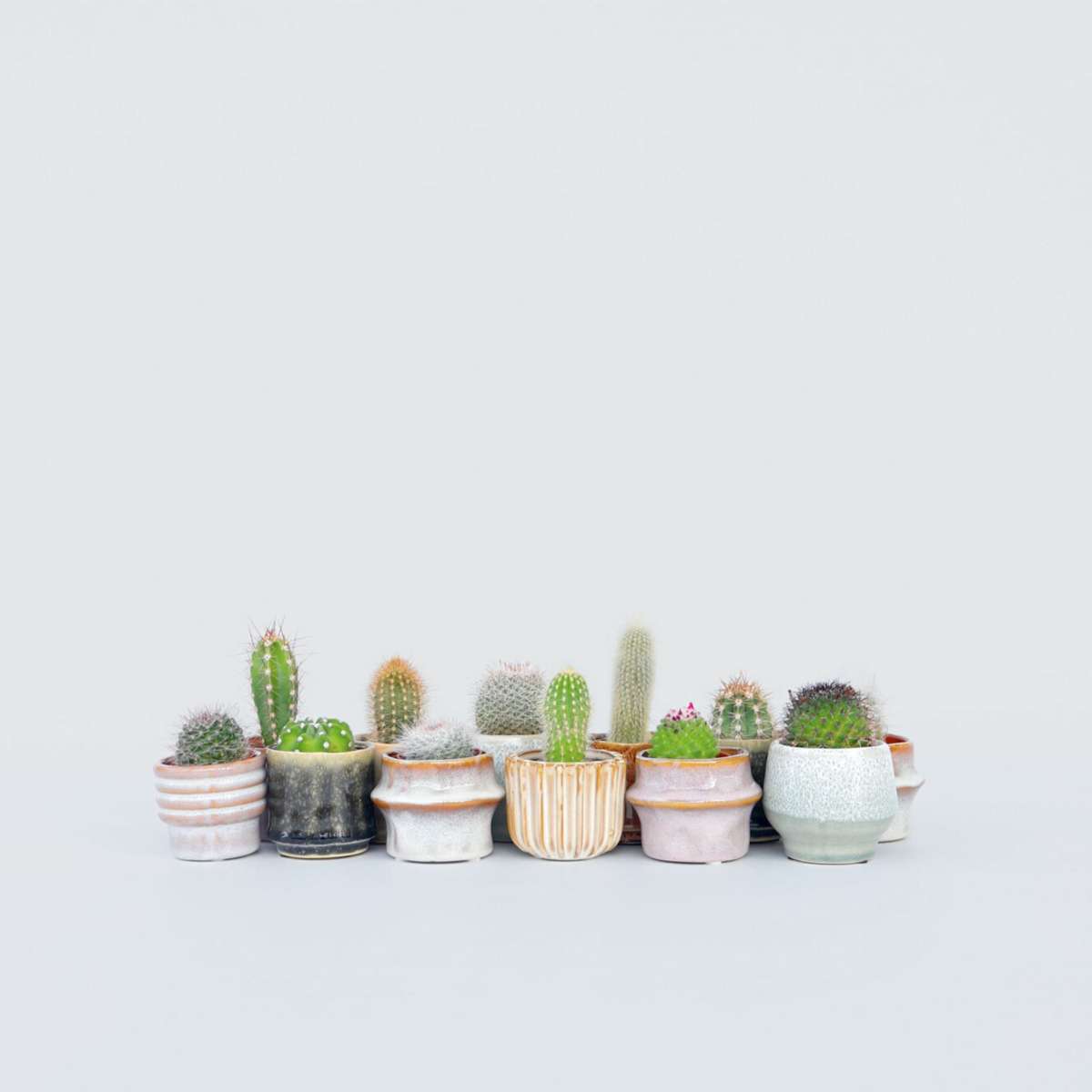 Mini-Cactussen – Mix Van 12 Stuks