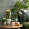 Mini-Cactussen - Mix Van 12 Stuks – Image 2