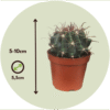 Mini-Cactussen - Mix Van 12 Stuks – Image 3