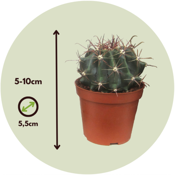 Mini-Cactussen - Mix Van 12 Stuks – Image 3