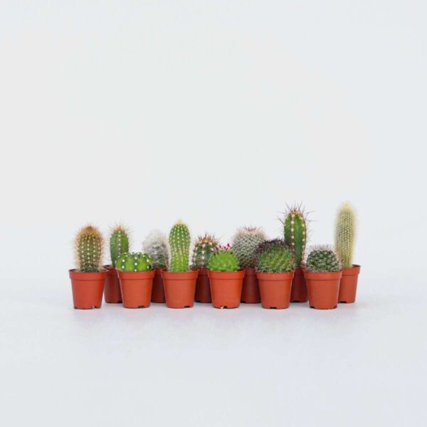 Mini-Cactussen - Mix Van 12 Stuks – Image 5