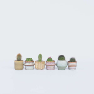 Mini-Cactus - Mix de 6 plantes