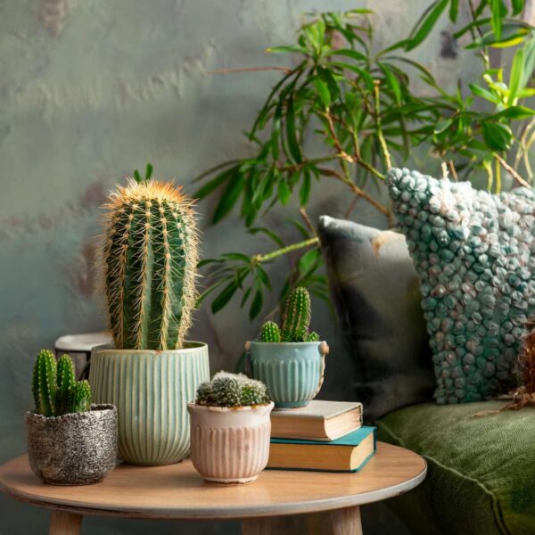 Mini-Cactus - Mix de 6 plantes – Image 2