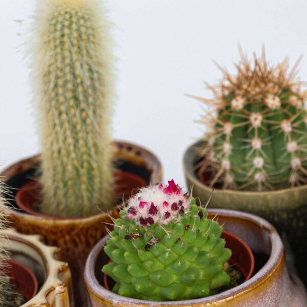 Mini-Cactus - Mix de 6 plantes – Image 4