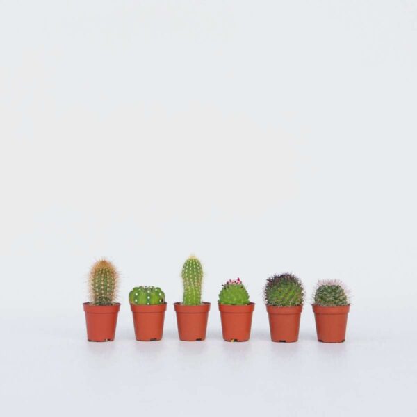 Mini-Cactus - Mix de 6 plantes – Image 5