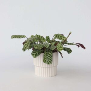 Ctenanthe 30 à 40cm