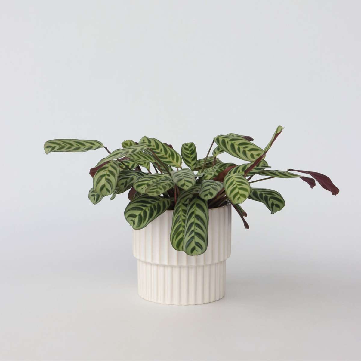 Ctenanthe 30 à 40cm
