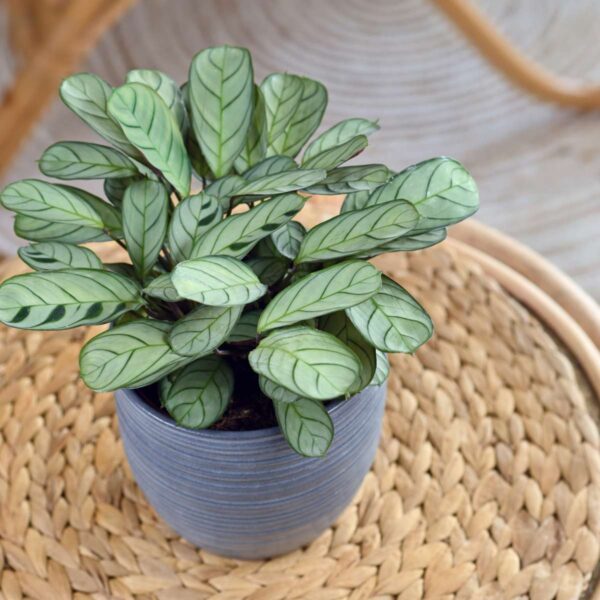 Ctenanthe 30 à 40cm – Image 2