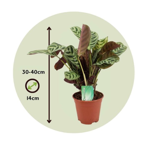 Ctenanthe 30 à 40cm – Image 3