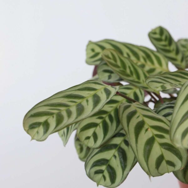 Ctenanthe 30 à 40cm – Image 4