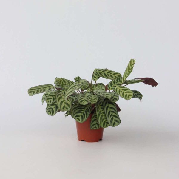 Ctenanthe 30 à 40cm – Image 5